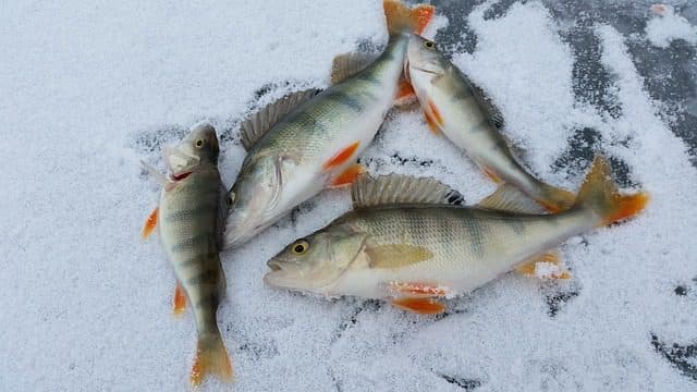ice fishing 2919070 640 1