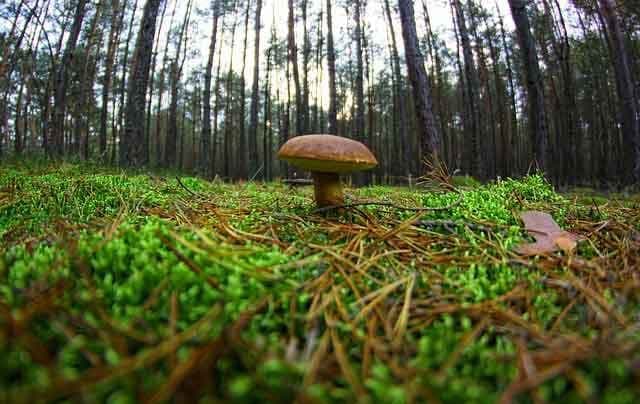mushroom 2856959 640 01