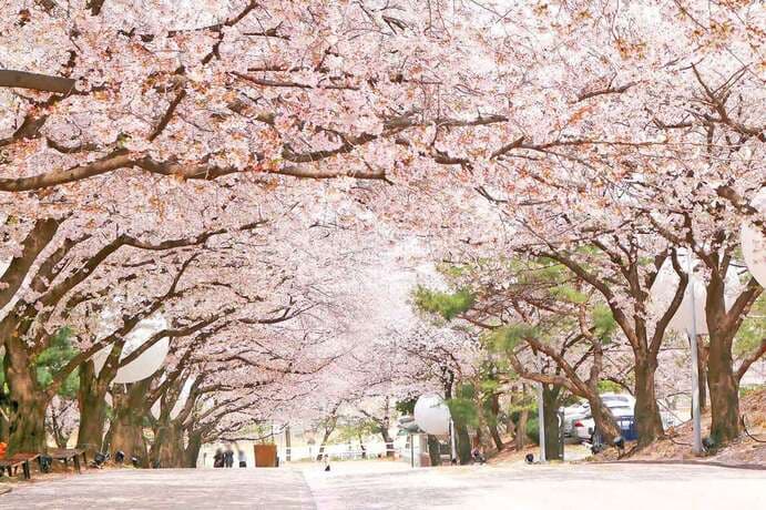 KoreanSpring 01