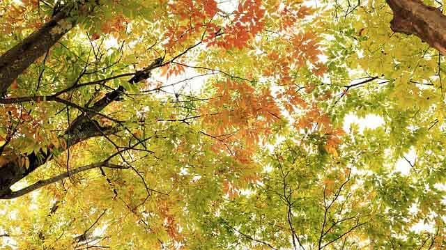 autumn 2805626 640 Copy 01