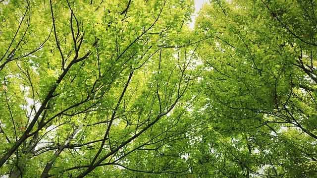 wood 2891211 640 01