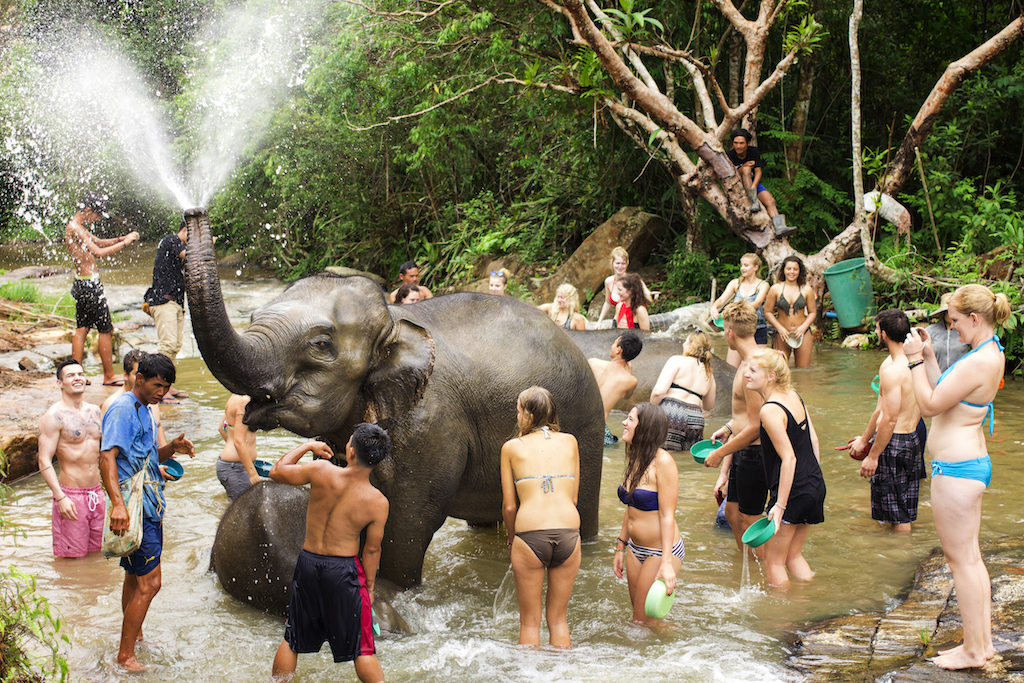 เอเลเฟ่น จังเกิ้ล แซงชัวรี เชียงใหม่ หรือ Elephant Jungle Sanctuary