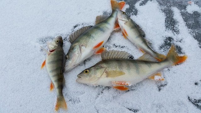 ice fishing 2919070 640 1